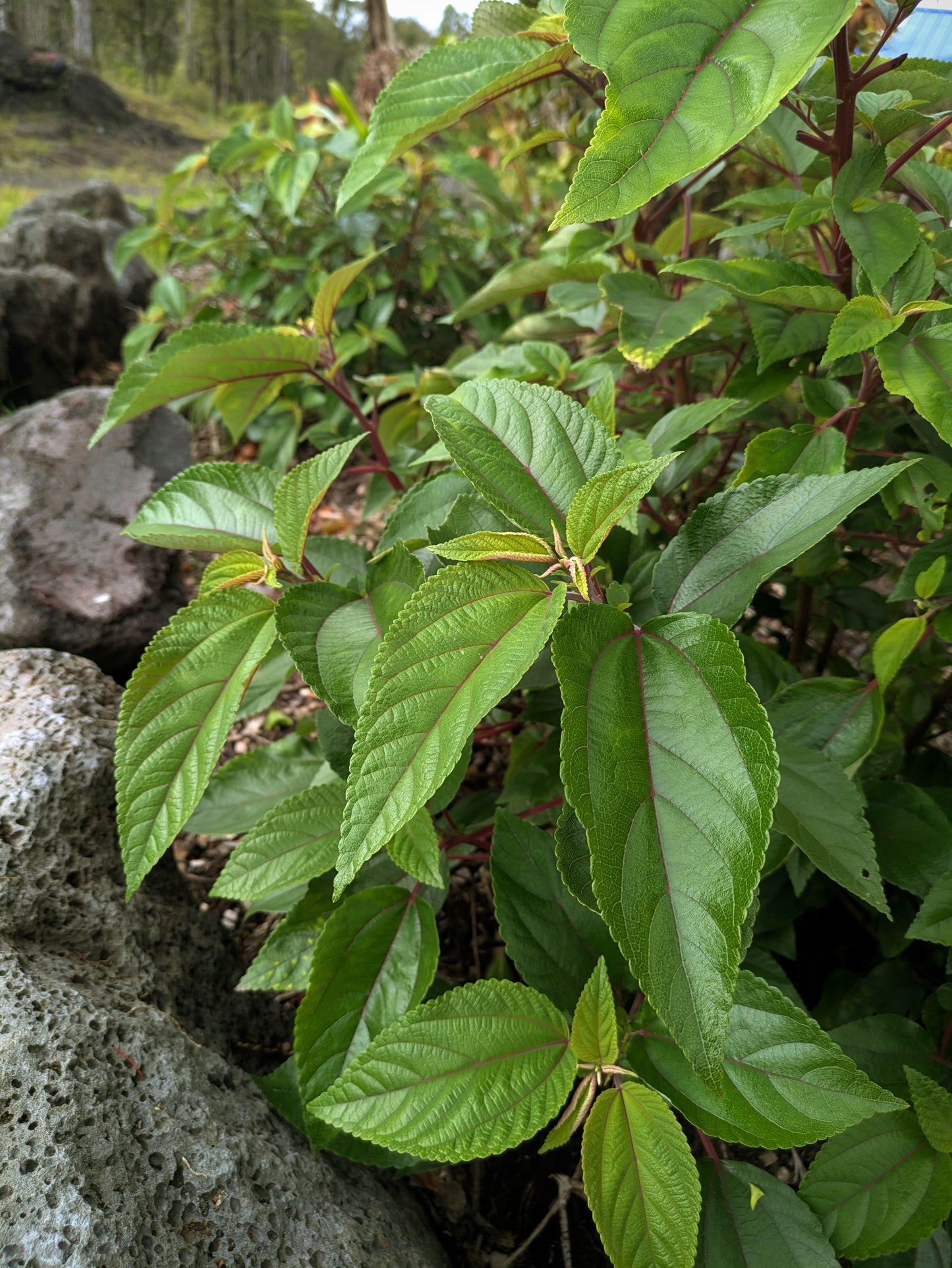 Loose Leaf Māmaki Tea